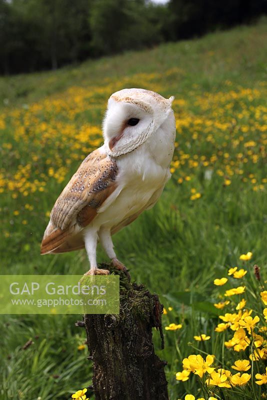 Tyto alba - Barn Owl perching on fence post in meadow