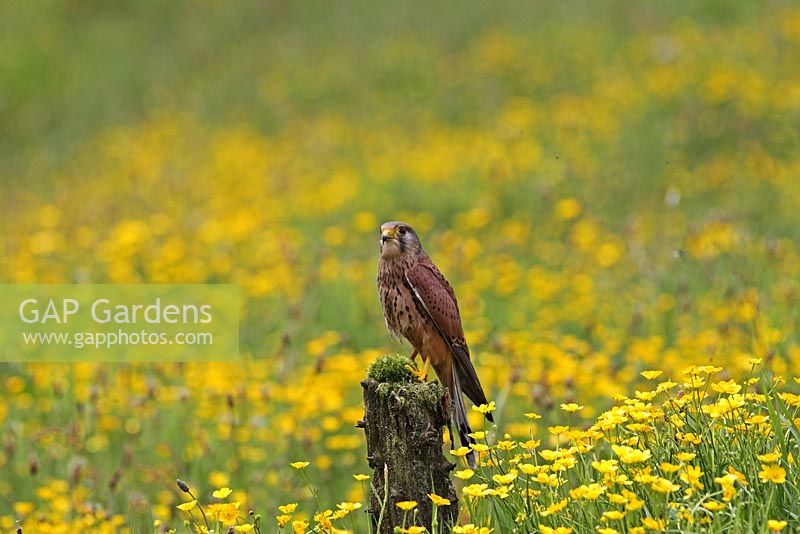 Falco tinnunculus - Kestral male perching on fence post in buttercup field
