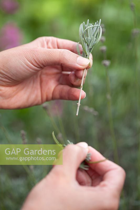 Propagation of lavender - Remove the lower pairs of leaves so that the cutting has a length of bare stem that can be cleanly inserted into the compost