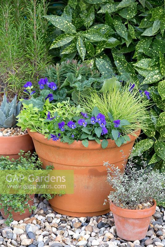 Step by step - Purple and green container with Euphorbia 'Baby Charm', Viola 'Avalanche Blue', Festuca 'Golden Toupee', Origanum 'Aureum Gold' and Heuchera 'Marvelous Marble'
