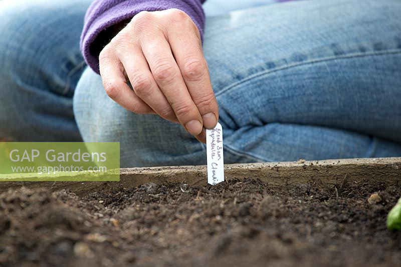 Step by step - Planting broad bean 'Aquadulce Claudia' in raised bed. Labelling row of beans