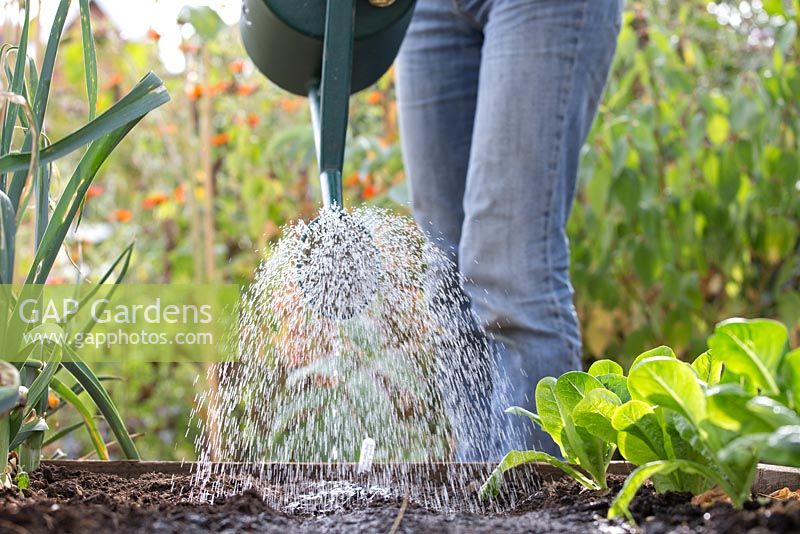 Step by step - Planting broad bean 'Aquadulce Claudia' in raised bed. Watering freshly sown seeds