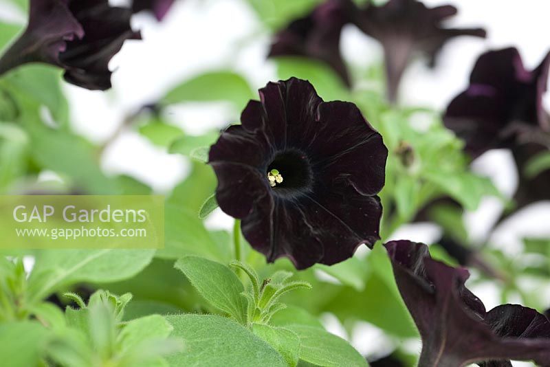 Petunia 'Mystical Black Velvet'