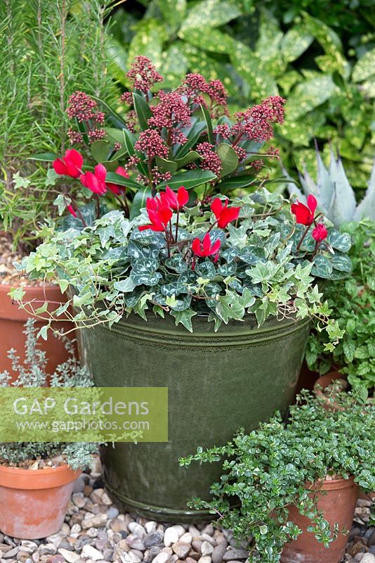 Step by step red and green winter container with Skimmia japonica 'Rubella' Red Cyclamen and trailing Hedera