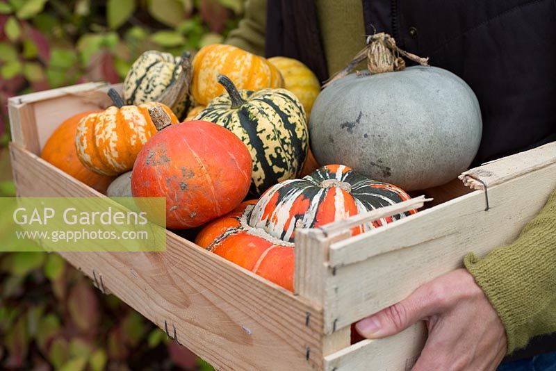 Harvested pumpkins and gourds