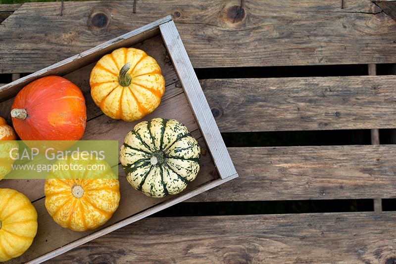 Box of harvested pumpkins and squashes