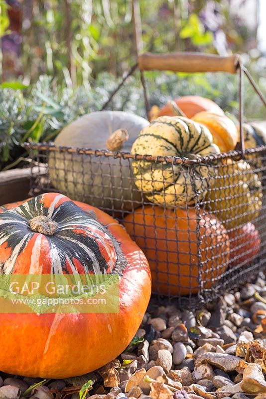 Still life of harvested pumpkins in wire basket
