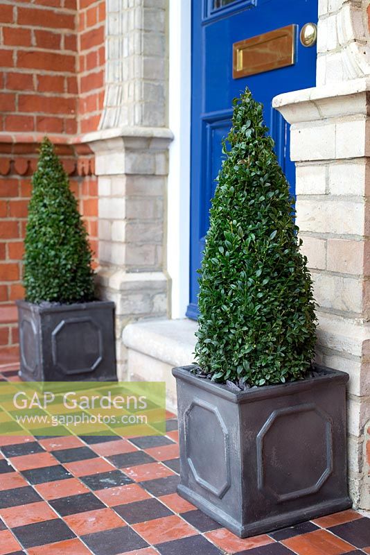 Step by step planting Buxus sempervirens - cone shaped topiary in lead style containers to decorate entranceway