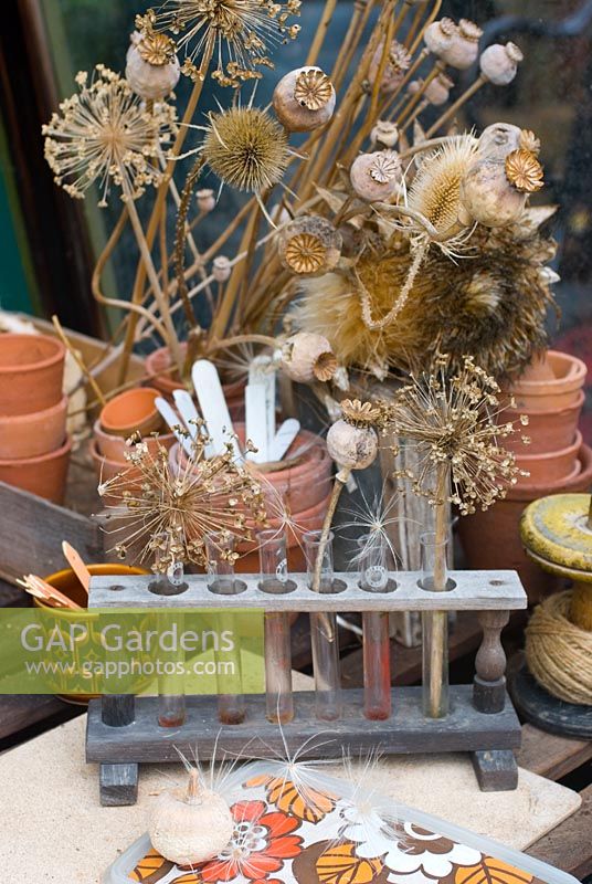 Seedheads drying in greenhouse