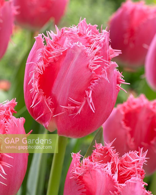 Tulipa 'Cacharel'