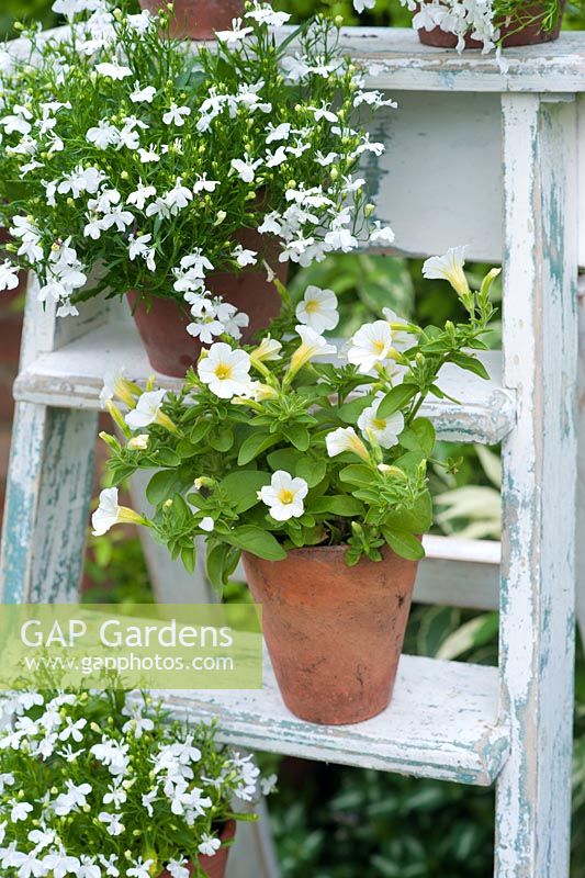 White flower container display on ladder - petunias and lobelia