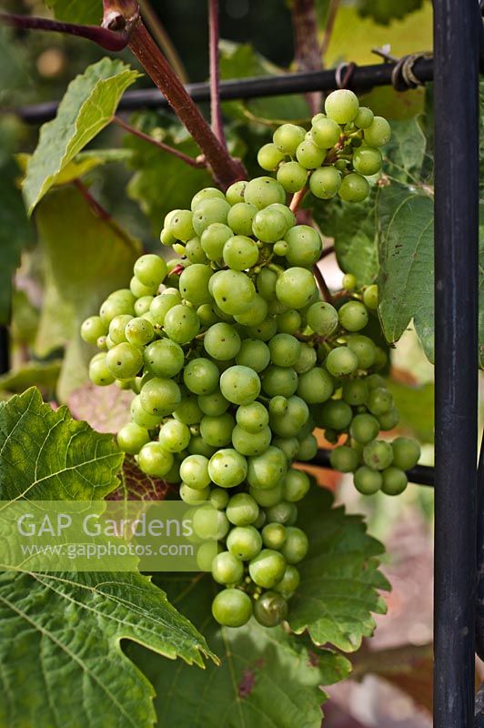 Vitis vinifera - Grapes growing on metal arch