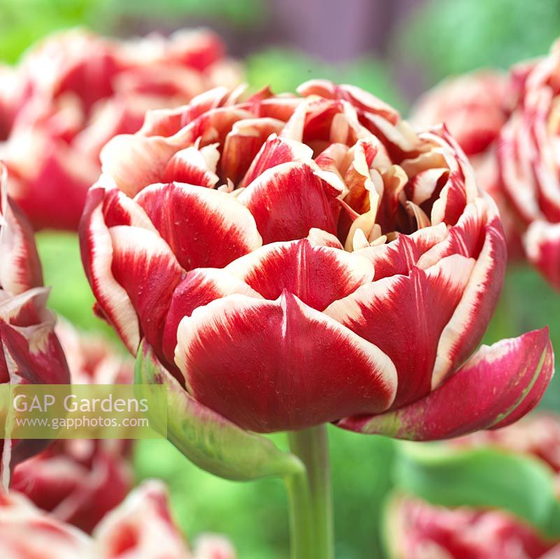Tulipa 'Starline'