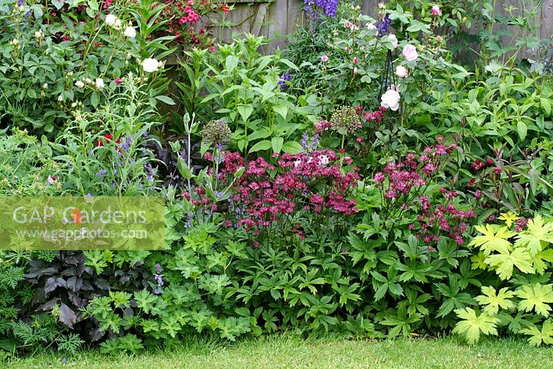 Mixed border of Astrantia 'Ruby Wedding', Allium 'Purple Sensation' seedheads, Rosa, Monarda and Dahlia - The Lizard, Wymondham, Norfolk