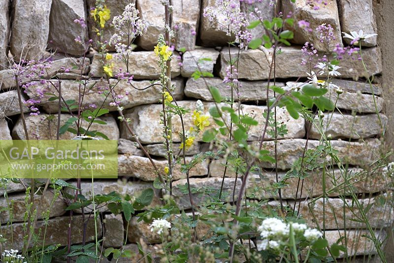 The Badger Beer Garden. Dry stone wall underplanted with naturalistic planting of thalictrum, daisies and verbascum. Hampton Court Flower Show 2012.
