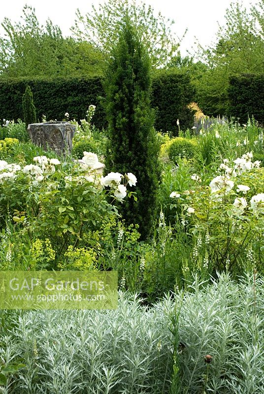 The White garden at Wood Farm with Taxus baccata 'Fastigiata Robusta' - Irish Yew, Rosa 'Iceberg', Artemesia, Alchemilla mollis and an old stone well head in the centre, June