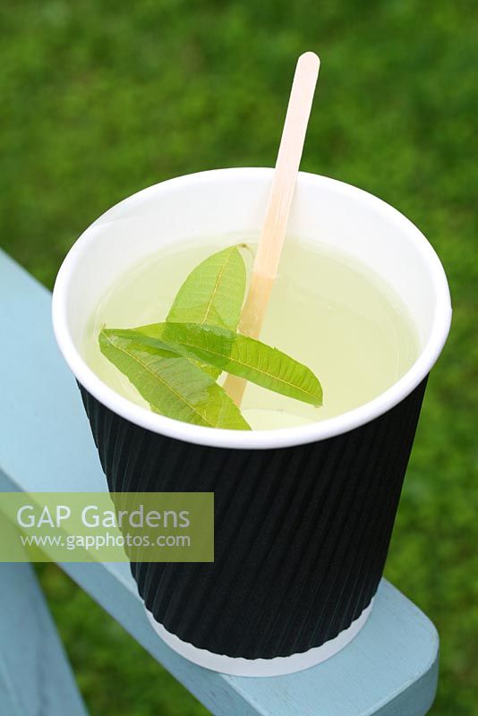 Freshly made lemon verbena tea in a paper cup - The Tea Shed, Cavick House Farm, Norfolk