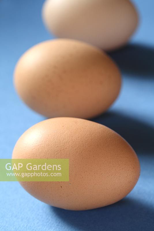Free range, hyline hens eggs from Annabel's Egg Shed - Cavick House Farm, Norfolk