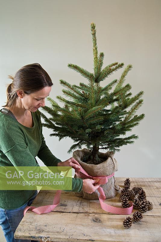 Step-by-step - Decorating Christmas tree, putting hessian sack and ribbon around pot