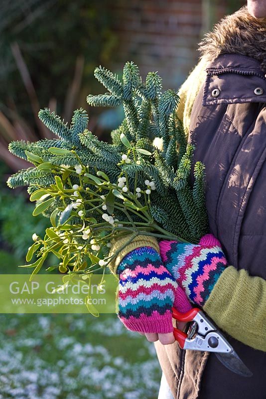 Step-by-step - Making natural decorations using branches from pine tree and mistletoe - collecting materials in the garden