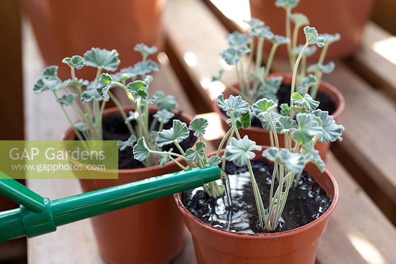 step by step - taking Pelargonium sidoides  cuttings and repotting - watering newly planted cuttings
