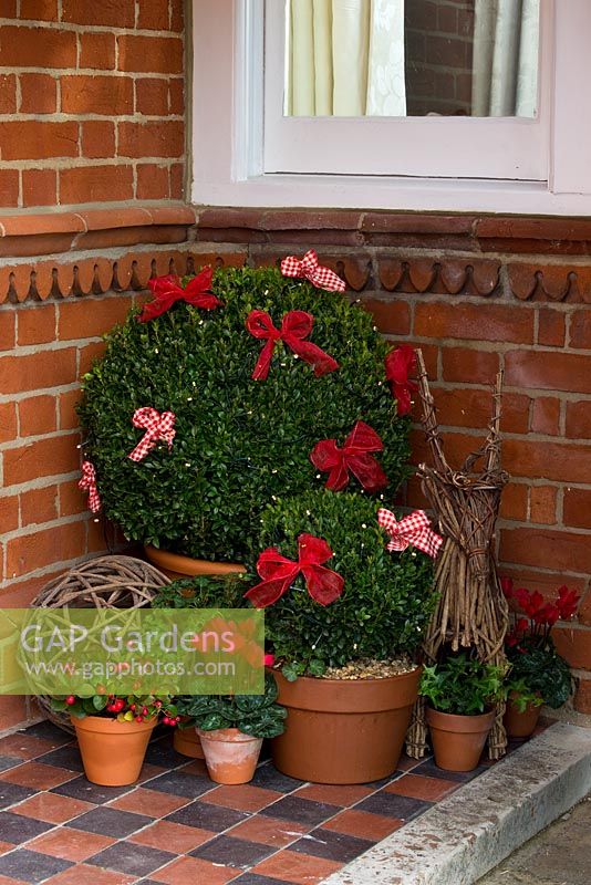 step by step - creating decorative winter display - Group of topiary and plants in containers with decorative bows and fairy lights 