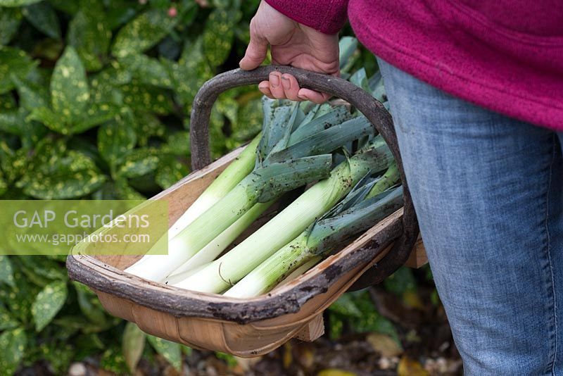 Step by step growing Leek 'Musselburgh' - woman holding freshly harvested trug of leeks 