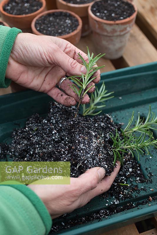 Step by step Rosemary cuttings - separating cuttings for potting 