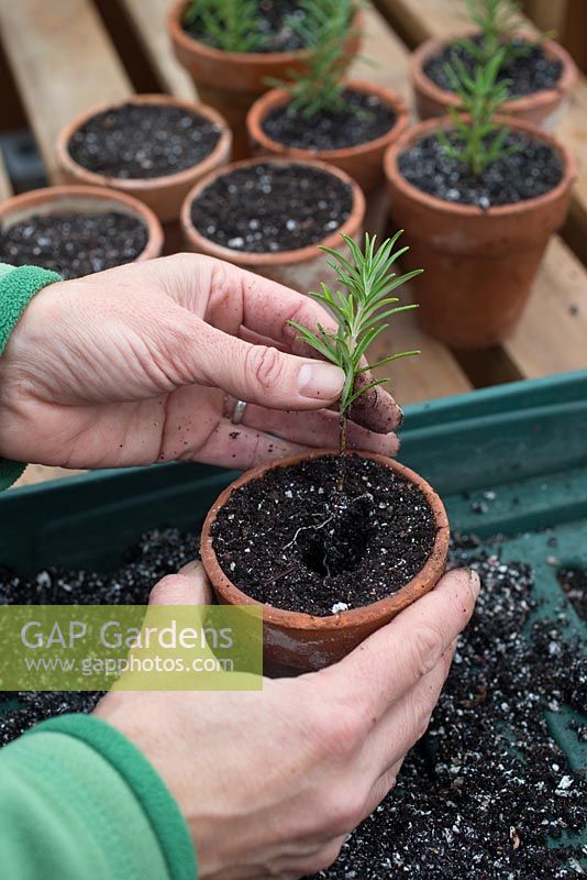 Step by step - Taking rosemary cuttings - re-potting