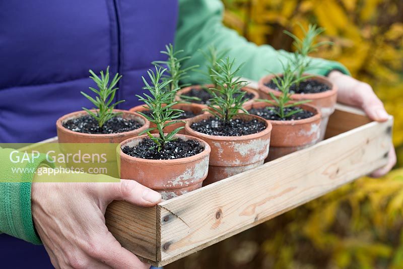 Step by step Rosemary cuttings - Woman holding tray of newly planted rosemary cuttings 