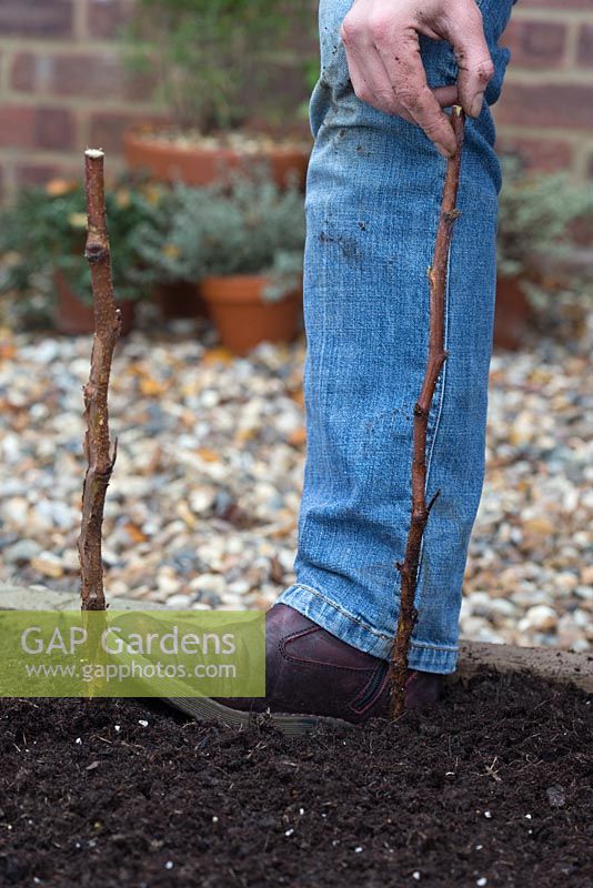 Planting Bare Root Raspberry 'Glen Magna' - firming soil with foot 
