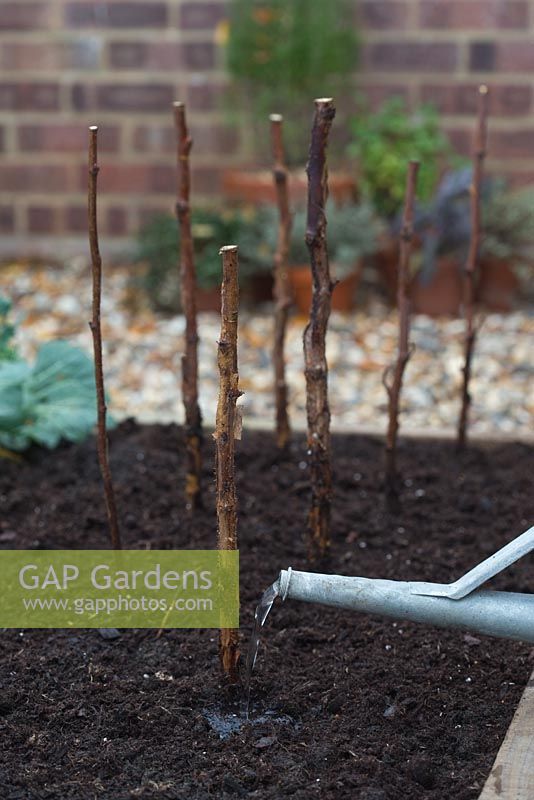 Planting Bare Root Raspberry 'Glen Magna' - watering 