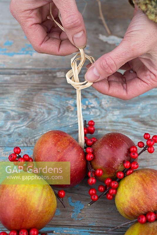 Step-by-step - Creating winter wreath using apples and holly berries - Malus and Ilex