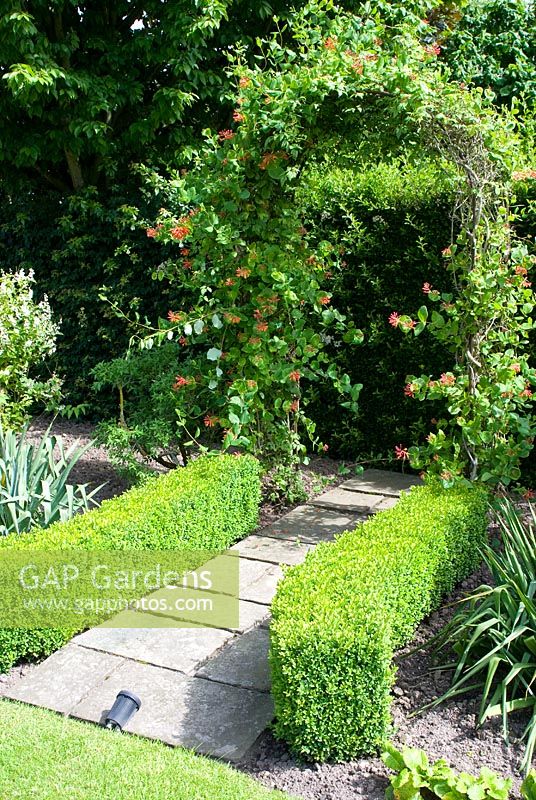 Archway with Lonicera brownii 'Dropmore Scarlet' and small path with clipped Buxus hedges and LED light