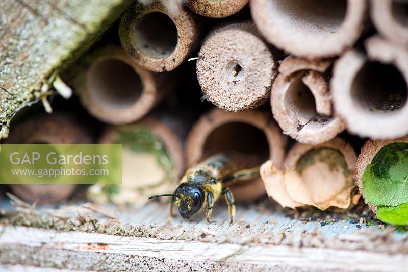 Leaf-cutter Bee - Megachile centuncularis in a garden bug box made from hollow canes