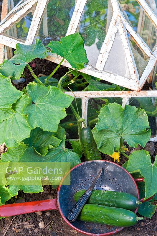Outdoor ridge cucumbers scrambling out of victorian lantern cloche, two ripe cucumbers in kitchen colander