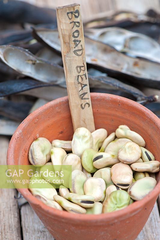 Garden still life with dried broad bean pods with ripe seeds ready for next season