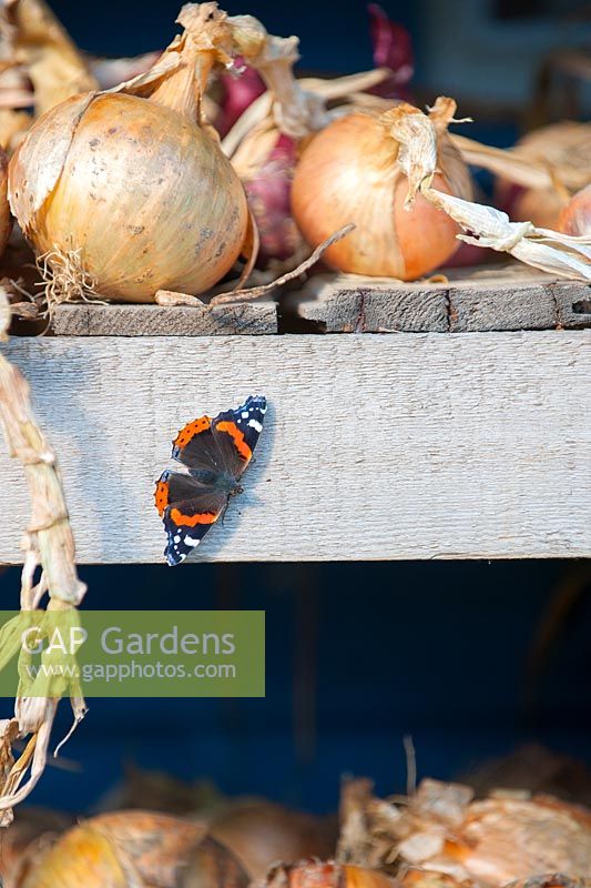 Red Admiral butterfly - Vanessa atalanta basking on onion-drying frame