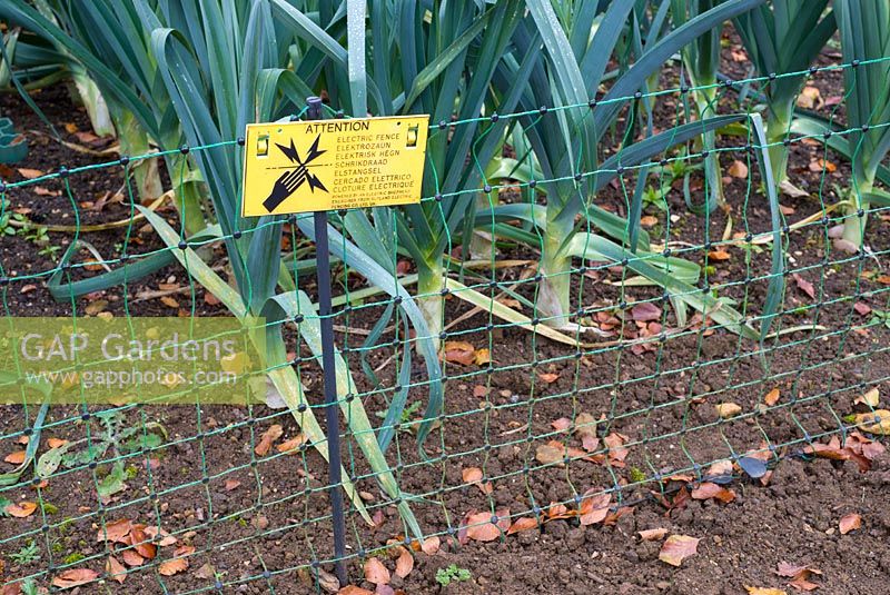 Electric fence for protection against wild Rabbits