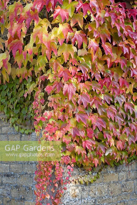 Parthenocissus tricuspidata growing on a cotswold stone cottage wall