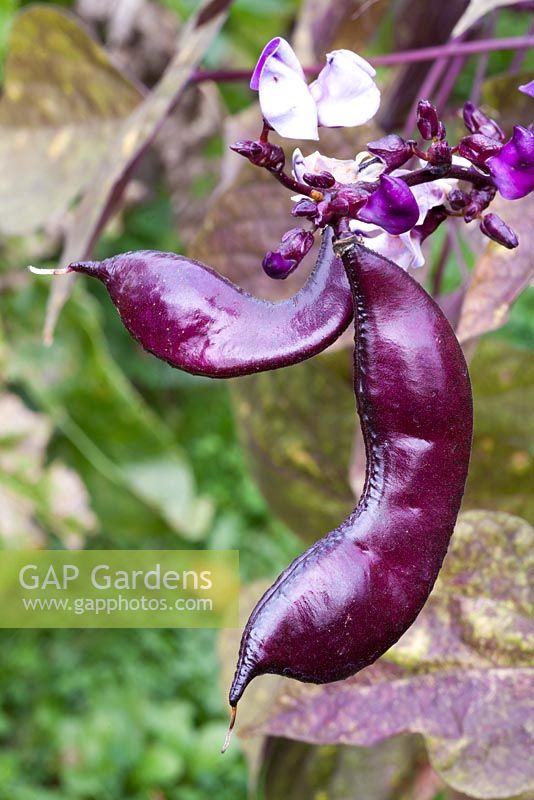 Dolichos lablab - Hyacinth bean, Andrea Bregar, Living with herbs 