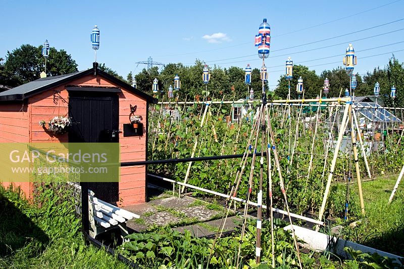 Colourful allotment shed surrounded by runner beans on canes with recycled plastic water bottles used as bird scarers - Marsh Lane Allotments, Tottenham, London Borough of Haringey