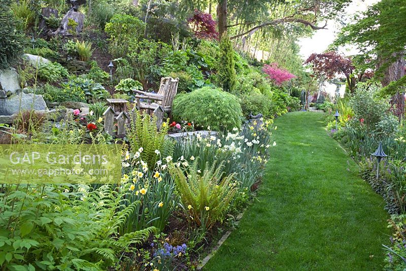 Spring borders in a woodland garden. Planting includes Narcissus, ferns, Acer palmatum var. dissectum, Aruncus dioicus, Begonia, Corydalis, Cercis sp and variegated Hosta. Mown lawn path with lighting and rustic hand-made furniture - Seattle, USA