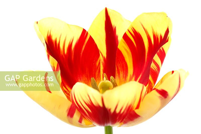 Tulipa 'Helmar' - Tulip Triumph Group 