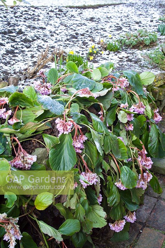 Bergenia wilted by the cold