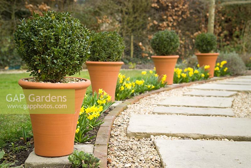 Clipped box in terracotta pots and Narcissus Tete-a-Tete lining stone path. Buxus sempervivens