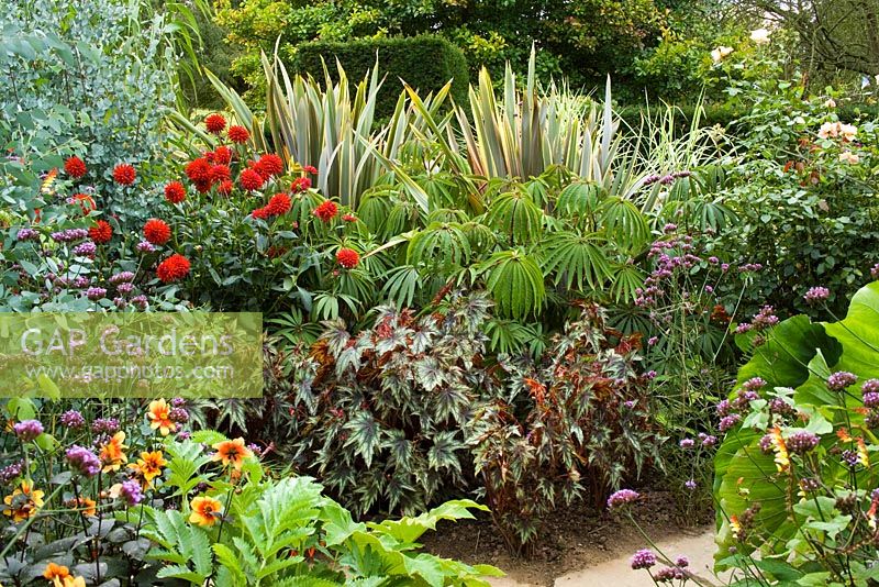 The exotic garden at Great Dixter. Planting includes Begonia 'Little Brother Montgomery', Begonia luxurians, Phormium 'Sundowner', Dahlia 'Wittemans Superba' and Verbena bonariensis