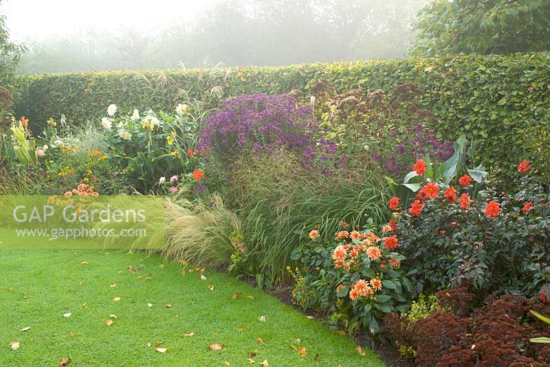 The late season border on a misty autumn morning including dahlias, asters, cannas and Stipa tenuissima