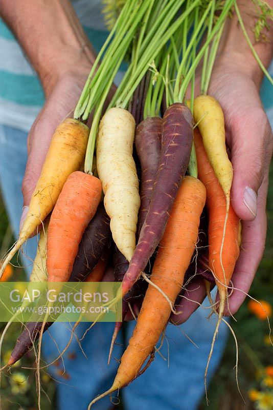 Holding freshly harvested carrots in different colours