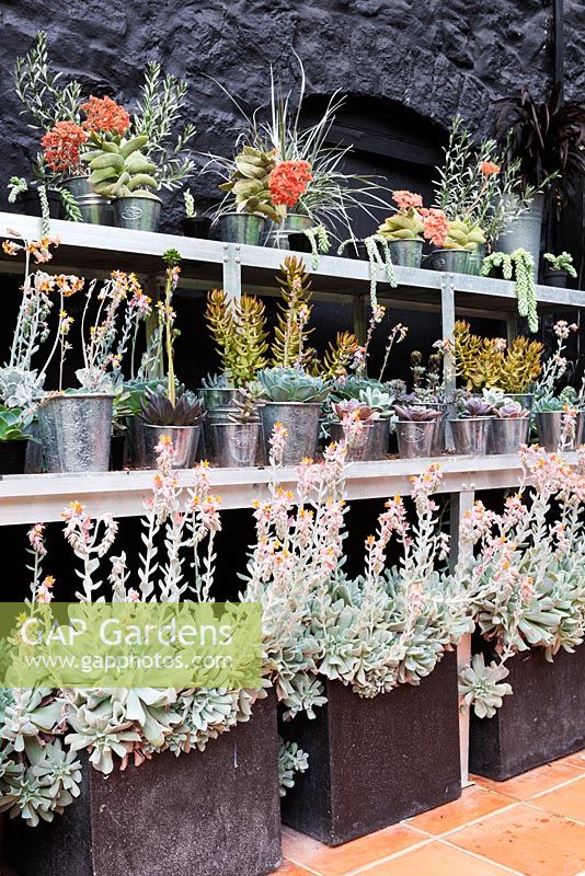 Mixed succulents in pots on metal staging in the conservatory - Veddw House Garden, Monmoutshire, Wales